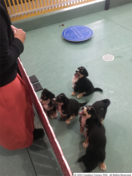 Caretaker looks over fence to indoor play area with 6 puppies at her feet watching her and hoping for a treat.